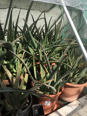 ALOE di varie misure