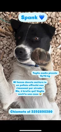 Spank cucciolone taglia medio piccola