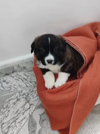 Nanuk cucciola peluche taglia grande
