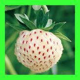 Fragola bianca al gusto di ananas