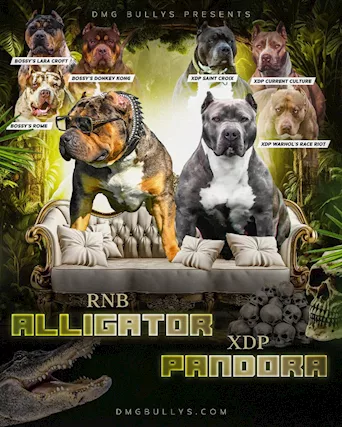 American Bully Cuccioli