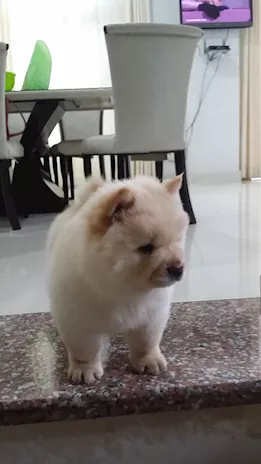 Cuccioli di Chow Chow - Foto 2