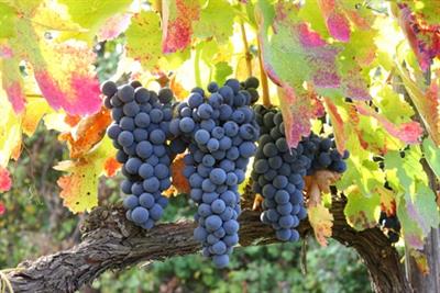 UVA DA VINO - Anteprima 1