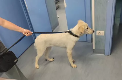 Bianca cucciola simil labrador ma più bella . - Foto 4