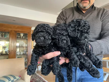 3 cuccioli di Barboncino Toy nero