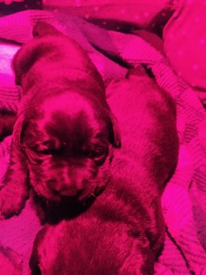 Cuccioli Labrador Retriever