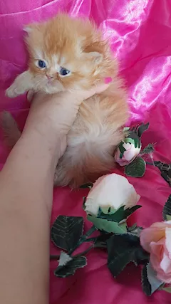 Adorabili gattini persiani - Foto 6