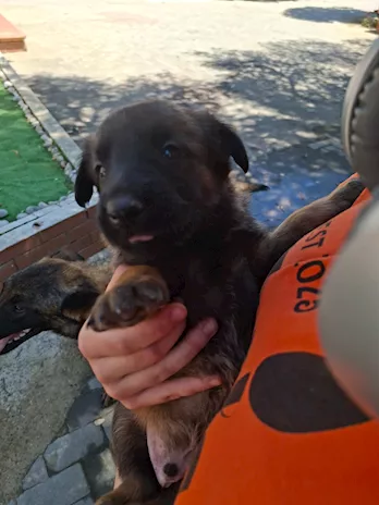 Cuccioli di Pastore Belga Malinois - Anteprima 3