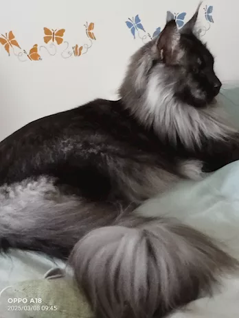 Maine coon femmina