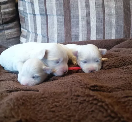 Maltipoo cuccioli, colore bianco, taglia piccola - Anteprima 3
