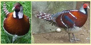 Fagiani ornamentali