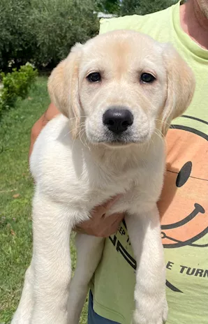 Labrador Retriever, colore miele - Foto 6