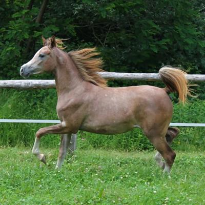 Fattrice araba