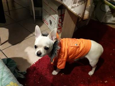 Dolce Miro chihuahua crema pelo corto 