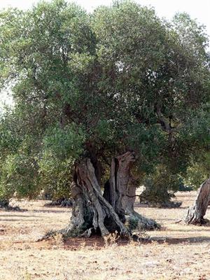 Alberi di ulivo secolari