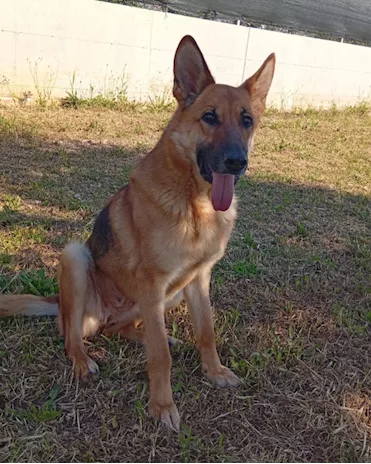 Pastore femmina 6 anni ha bisogno di 1 casa Puglia