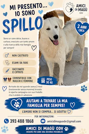 Spillo 30 kg di morbidezza