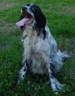 Setter Inglese 5 anni salvato 1 anno fa pelle e ossa