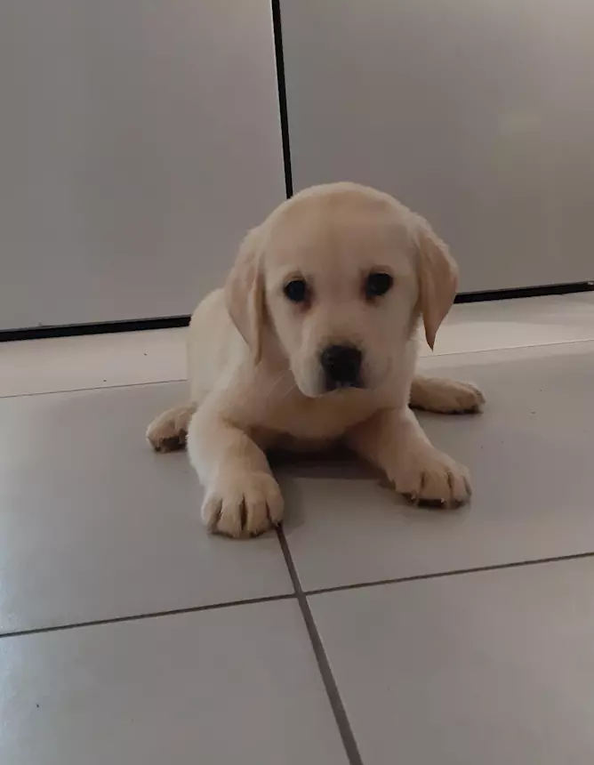 Foto 3 Labrador Retriever, colore miele