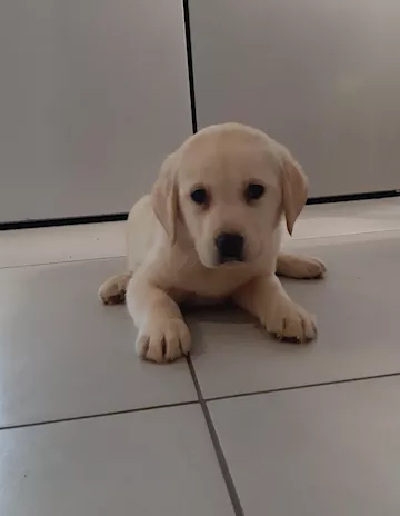 Labrador Retriever, colore miele - Foto 3