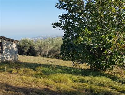 Terreni Edificabili e Agricoli Zona Collinare – Silvi TE
