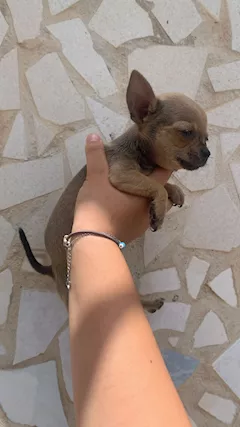 Chihuahua