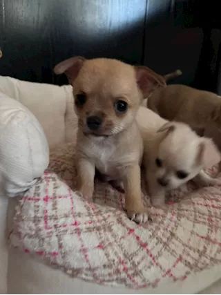 Cuccioli Razza Chihuahua, a pelo lungo - Foto 3