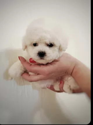 Cuccioli di Bichon Frise in vendita