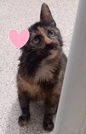 Ambra sfortunata cucciola (FeLV positiva) - Anteprima 3