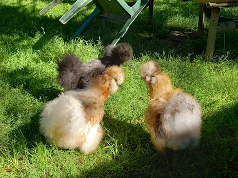 Galline Moroseta varie colorazioni