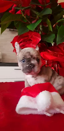 Bulldog francese