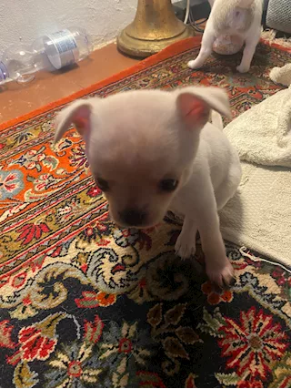 Cuccioli di chihuahua puri, prezzo trattabile - Foto 6