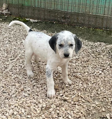 Sirya - Guardate che meraviglia: Penelope, taglia media - Foto 6