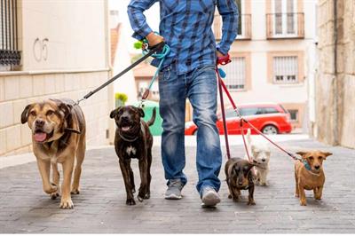 Dog Sitter