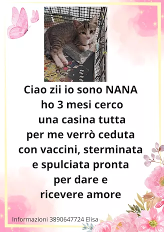Regalo gattini