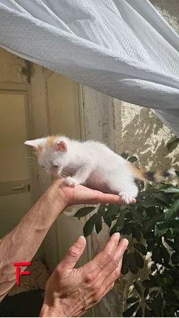 Regalo - I gattini piccoli di circa un mese Europeo - Foto 2