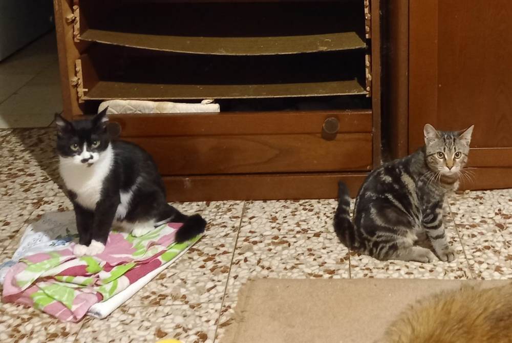 Regalo gattini Razza Europeo