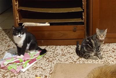 Regalo gattini