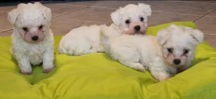 Maltese toy
