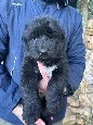 Cuccioli Pastore Tedesco a pelo lungo