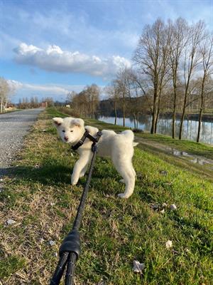 Akita inu