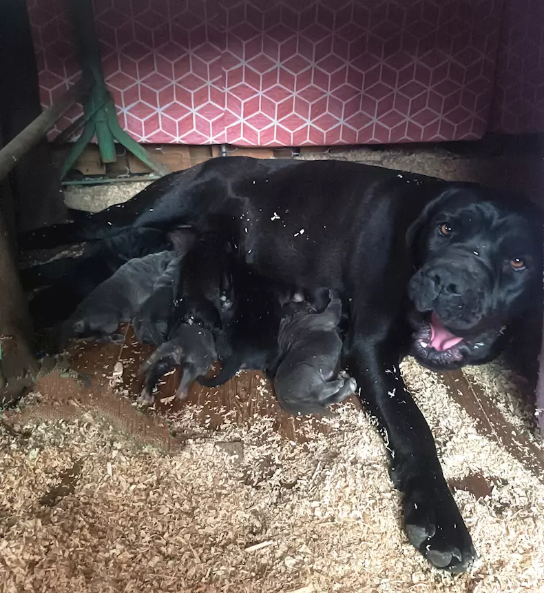Foto 3Cane Corso cuccioli, taglia xxl, genitori visibili