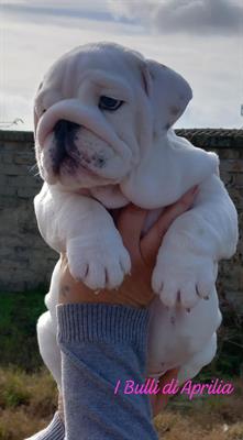 Bulldog Inglese