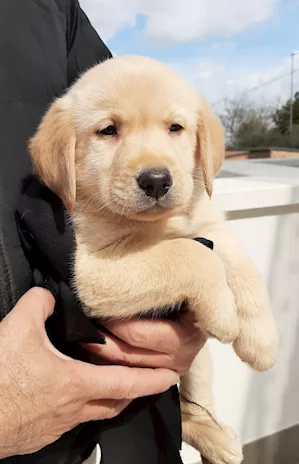 Labrador Retriever Cuccioli