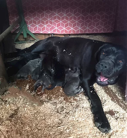 Cane Corso cuccioli, taglia xxl, genitori visibili - Anteprima 3