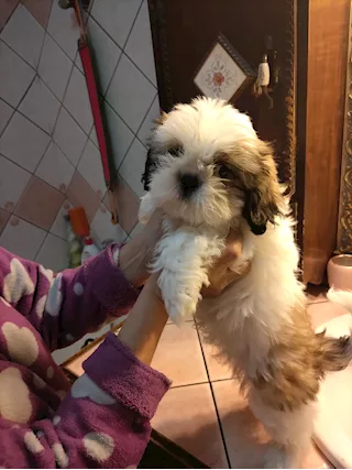Cucciola di Shitzu, prezzo trattabile - Foto 2