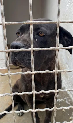 Corso femmina giovane buona ed infelice dietro le sbarre - Foto 2
