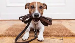 Dog cat pet sitter a Lecce a domicilio