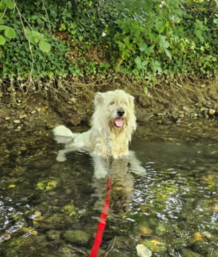 Foto 5Orlando simil Spinone 6 anni, anni di appelli. Novara