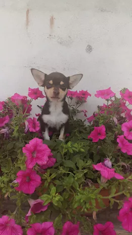 Chihuahua toy chocolate femminuccia, colore cioccolato - Foto 2